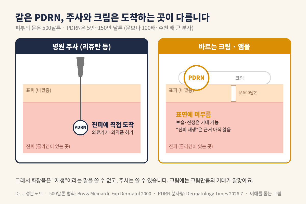 PDRN 주사와 크림 비교 – 피부의 문 500달톤과 진피·표면 그림