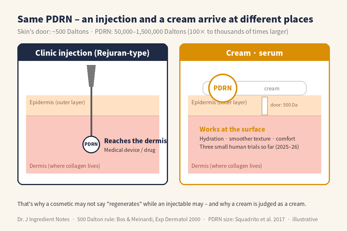 PDRN injection vs cream – the 500 Dalton skin barrier and where each one works