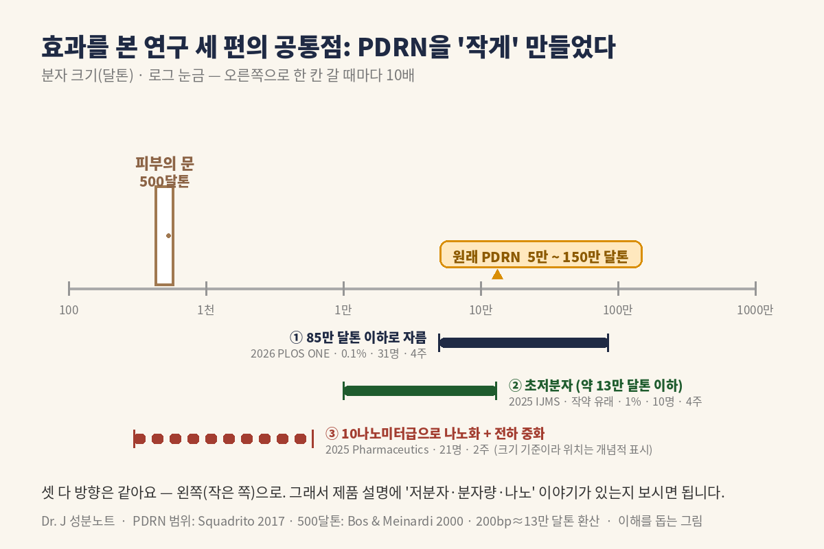 PDRN 분자 크기 비교 – 피부의 문 500달톤과 연구 3편이 쓴 저분자 PDRN