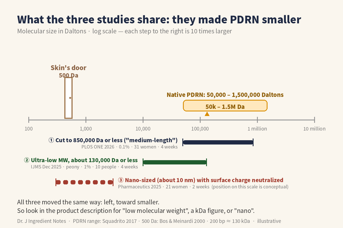 PDRN molecular size compared – the 500 Dalton skin barrier and the smaller PDRN used in three studies
