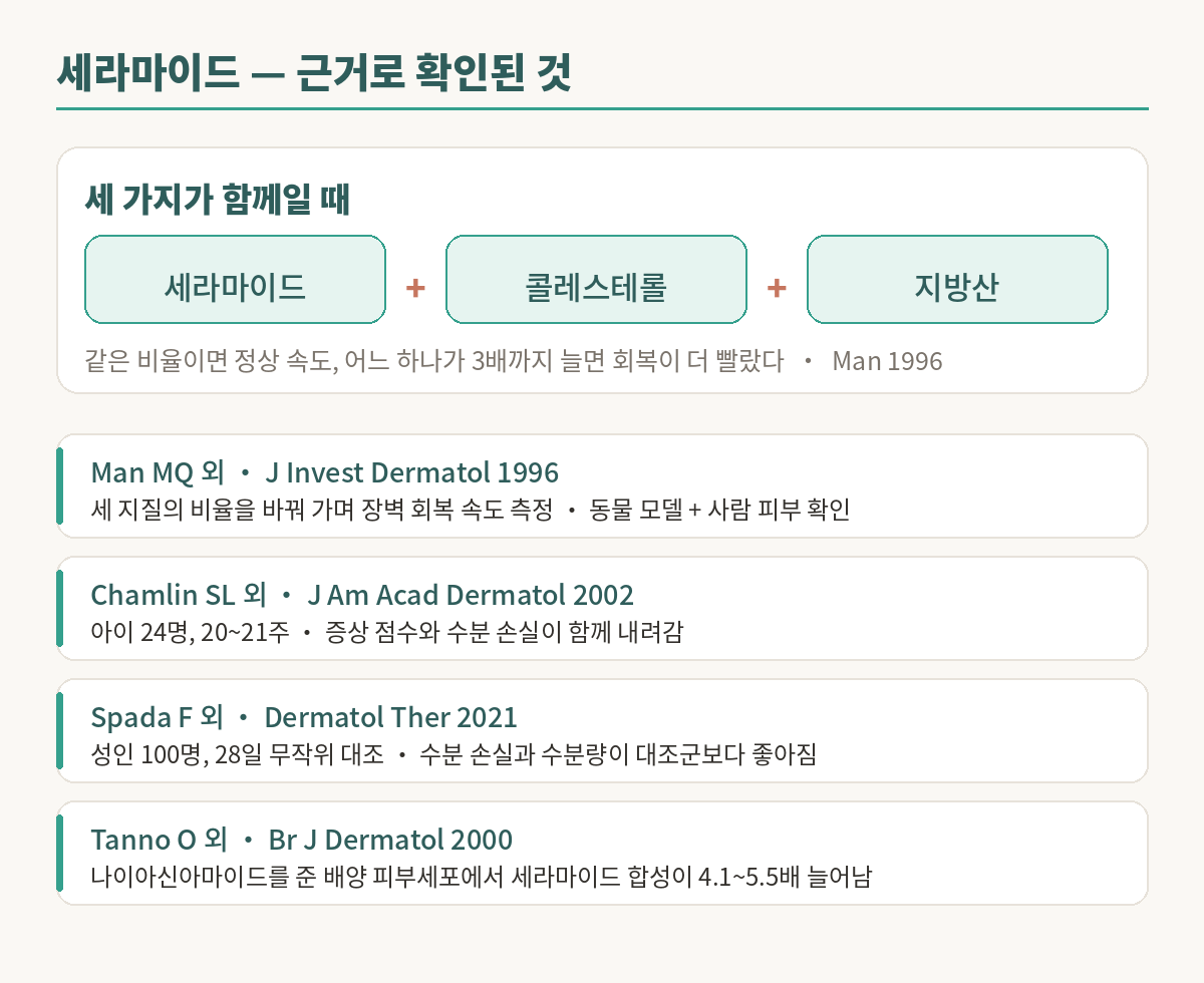 세라마이드 근거 요약 이미지. 세라마이드·콜레스테롤·지방산 세 지질이 함께 들어갈 때 장벽 회복이 빨랐다는 1996년 연구와, 아이 24명 20~21주 연구, 성인 100명 28일 무작위 대조 연구, 나이아신아마이드가 세라마이드 합성을 4.1~5.5배 늘렸다는 2000년 연구를 정리한 표.